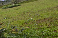 Leucas indica var. decipiens